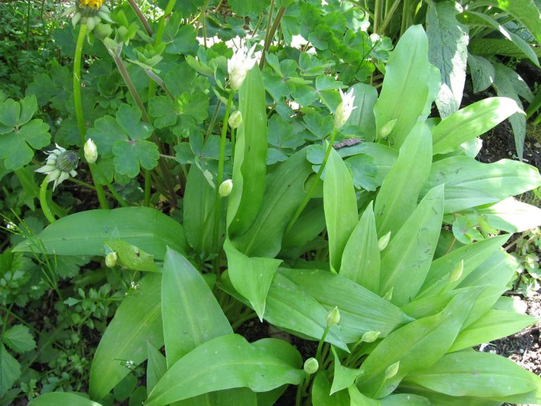 Bärlauch
(Allium ursinum)