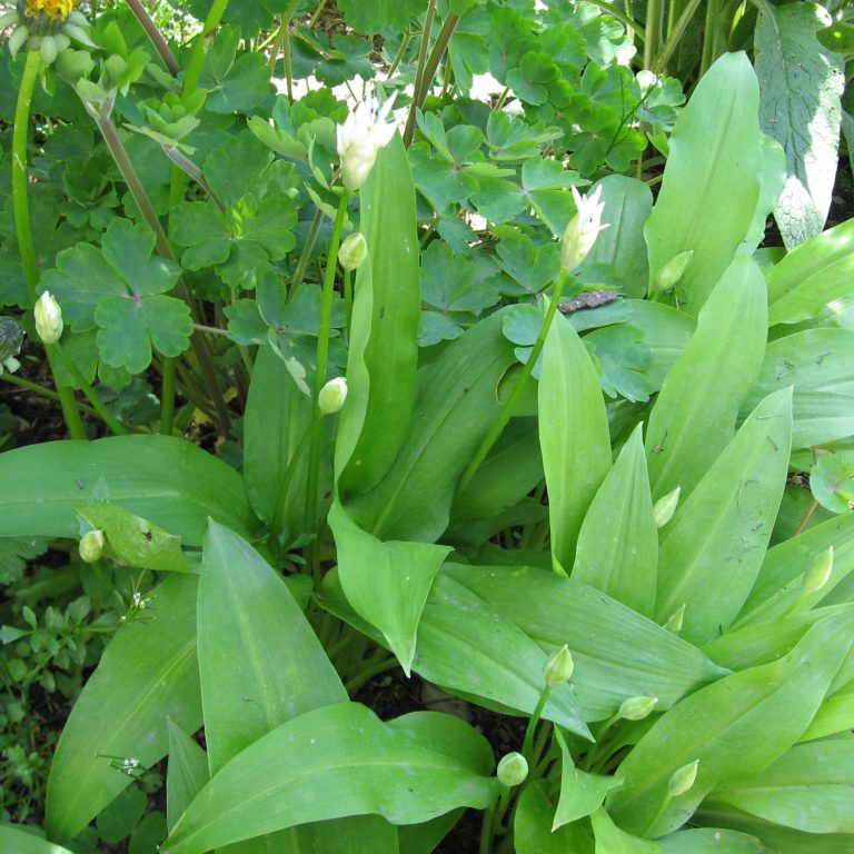 Bärlauch (Allium ursinum) Bärlauch
(Allium ursinum)