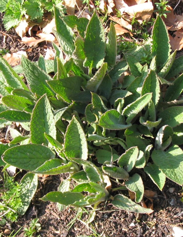 Beinwell (Symphytum officinalis)