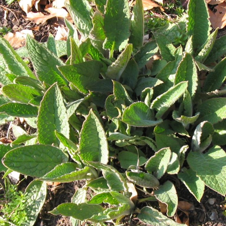 Beinwell (Symphytum officinalis)