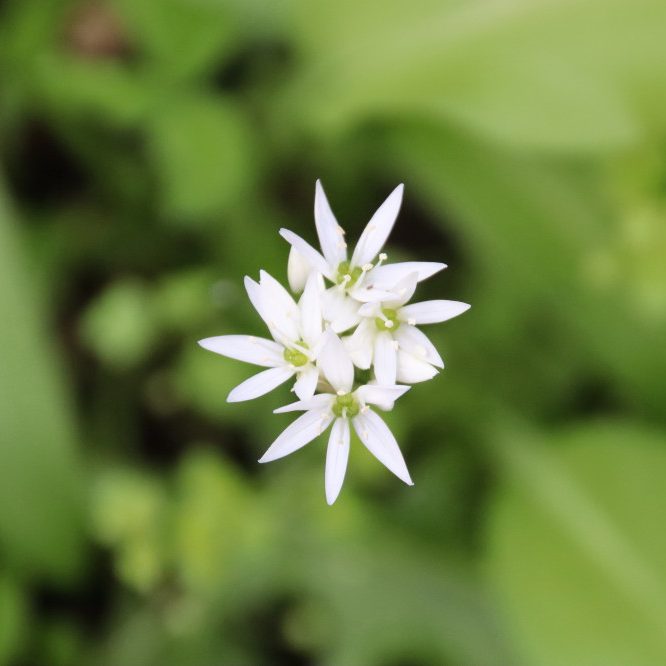 Bärlauch (Allium ursinum) Bärlauch
(Allium ursinum)