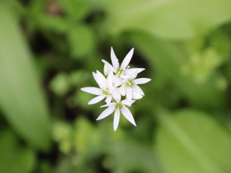 Bärlauch
(Allium ursinum)