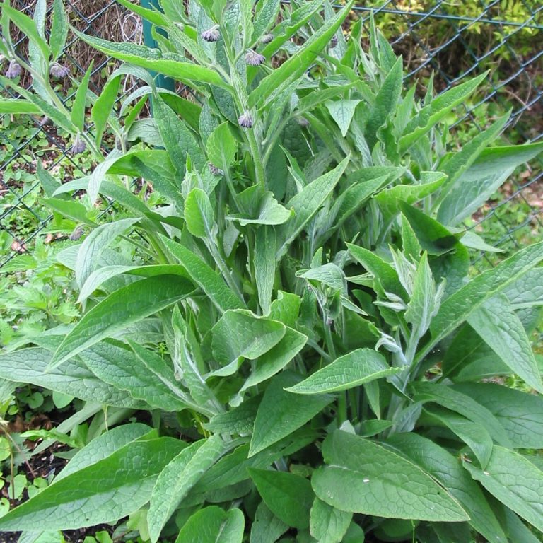 Bärlauch
(Allium ursinum)