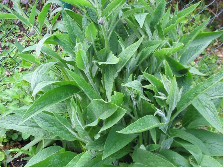 Bärlauch
(Allium ursinum)