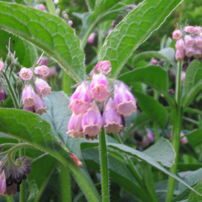 Beinwell (Symphytum officinalis)