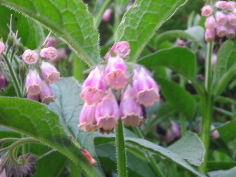 Beinwell (Symphytum officinalis)