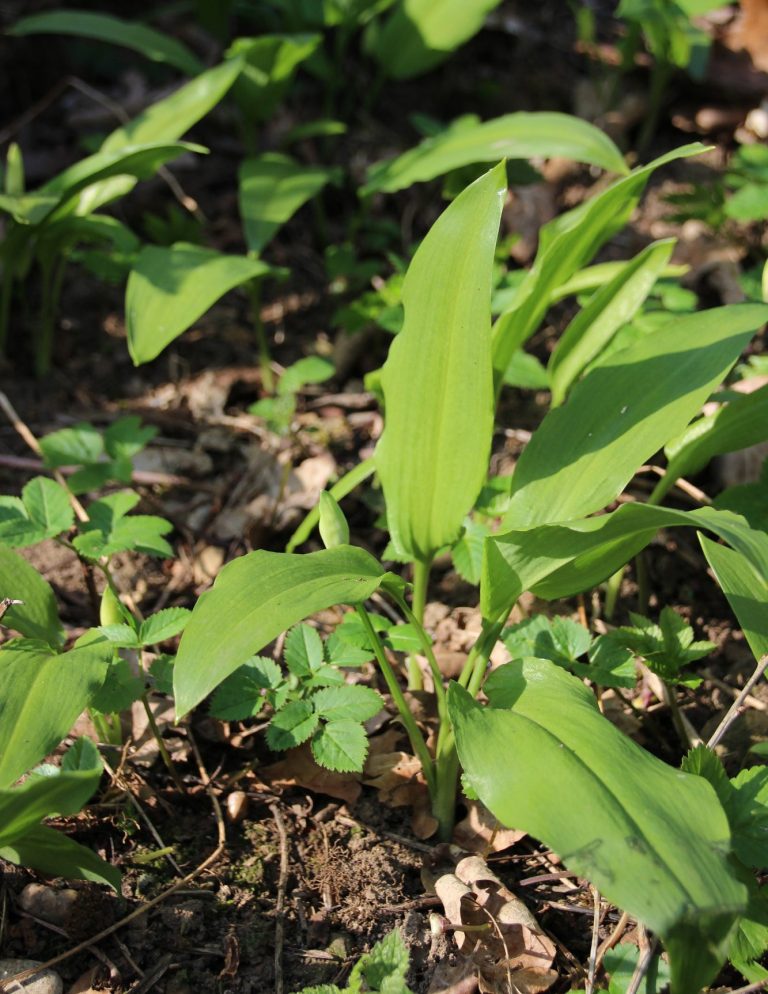Bärlauch
(Allium ursinum)